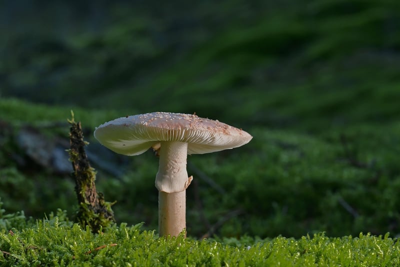 Whispers of Nature
